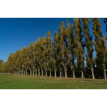 Lawn Grass